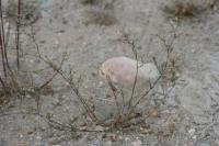 Bufonia tenuifolia