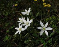 Ornithogalum umbellatum