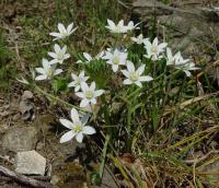 Ornithogalum umbellatum