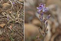 Scilla autumnalis