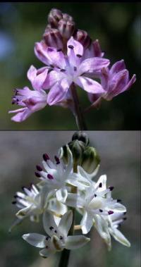 Scilla autumnalis