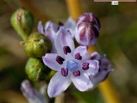 Scilla autumnalis