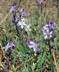 Scilla autumnalis