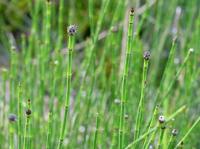 Equisetum variegatum