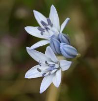 Scilla verna