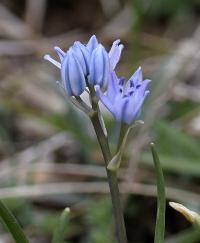 Scilla verna