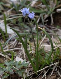 Scilla verna