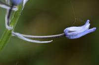 Scilla lilio-hyacinthus