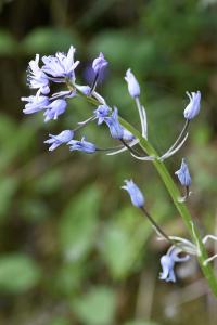 Scilla lilio-hyacinthus