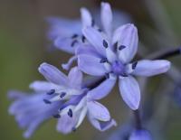 Scilla lilio-hyacinthus