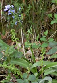 Scilla lilio-hyacinthus