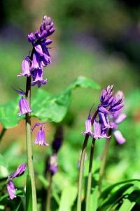 Hyacinthoides non-scipta