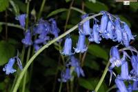 Hyacinthoides non-scipta