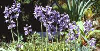 Hyacinthoides hispanica