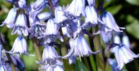 Hyacinthoides hispanica