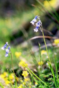 Brimeura amethystina