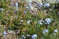 Brimeura amethystina