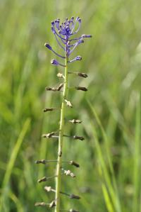 Muscari comosum