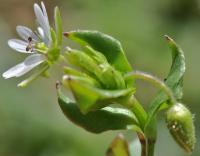 Stellaria media