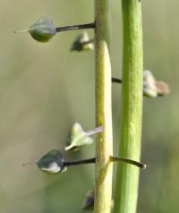 Muscari comosum