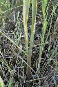 Muscari comosum