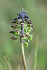 Muscari neglectum