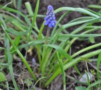 Muscari neglectum