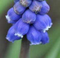 Muscari neglectum