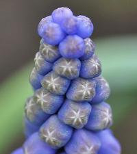 Muscari neglectum