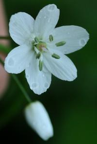 Allium nepolitanum