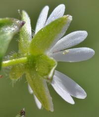 Stellaria media