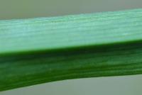 Allium nepolitanum
