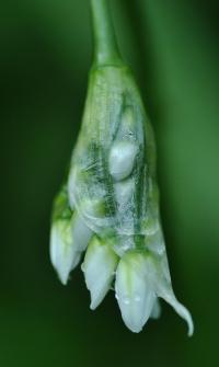 Allium nepolitanum