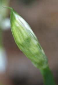 Allium triquetrum