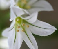 Allium triquetrum