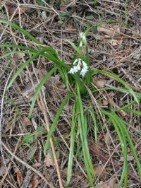 Allium triquetrum