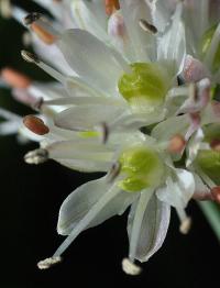 Allium ericetorum