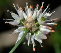 Allium ericetorum