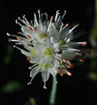 Allium ericetorum