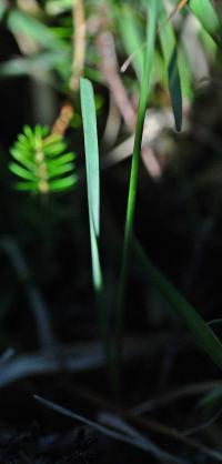 Allium ericetorum