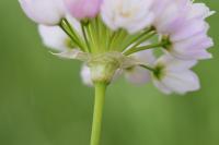 Allium roseum