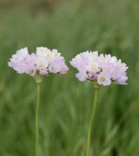 Allium roseum