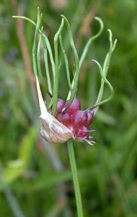 Allium vineale