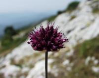 Allium scorodoprasum subsp. rotundum