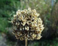 Allium scorodoprasum subsp. rotundum