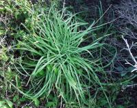 Allium scorodoprasum subsp. rotundum