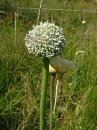 Allium polyanthum