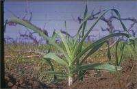 Allium polyanthum