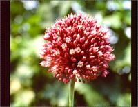 Allium polyanthum