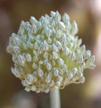 Allium polyanthum